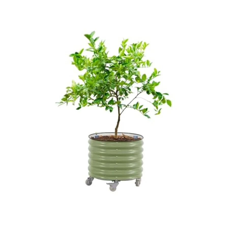 Self Watering Planter - Macetero rodante para árboles cítricos, generación