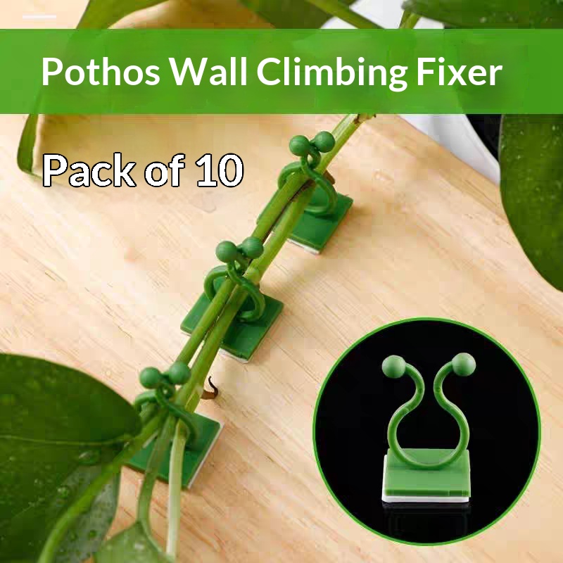 Indoor Herb Garden - Clips autoadhesivos para fijar plantas trepadoras