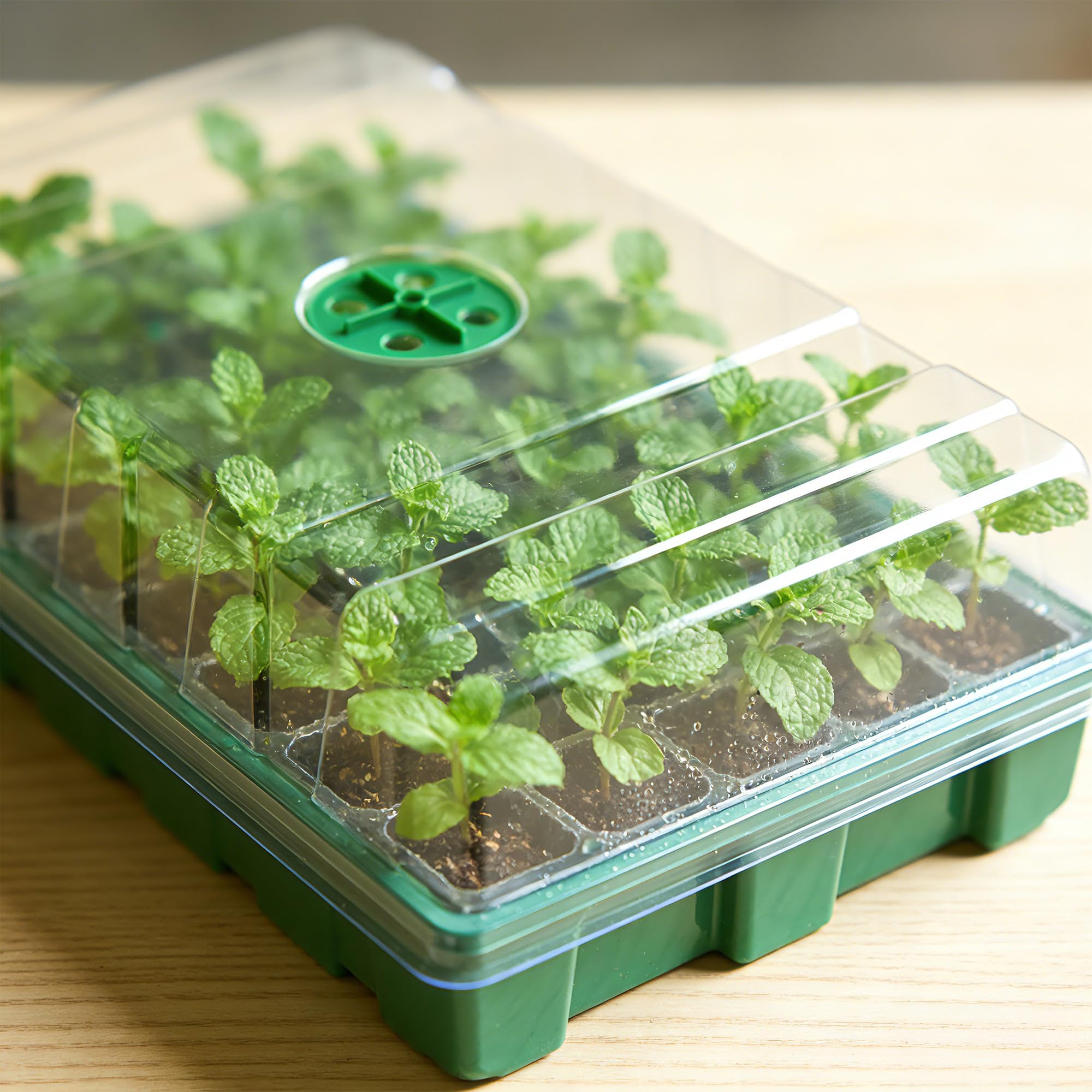 Invernadero con cubierta trans - Seed Starter Tray reseña y precio