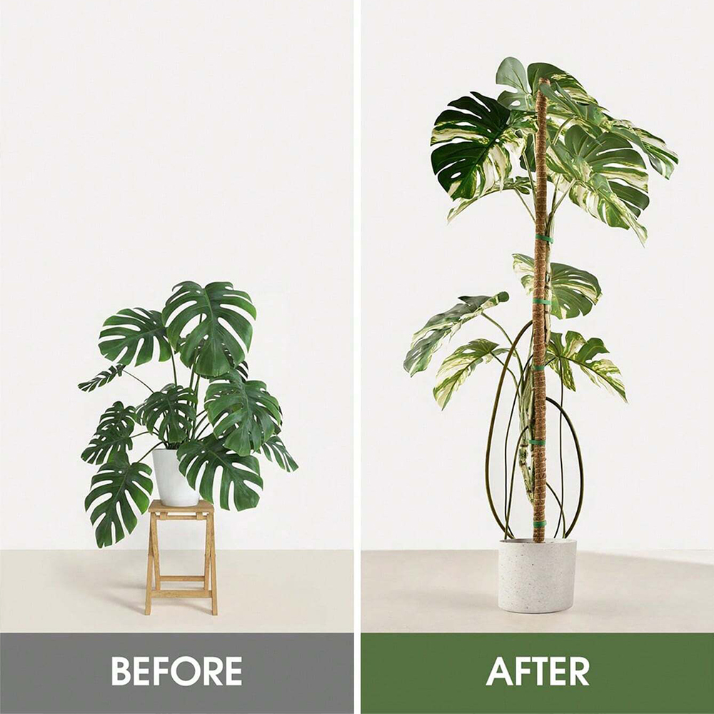 Poste de musgo para plantas, s - Indoor Herb Garden reseña y precio